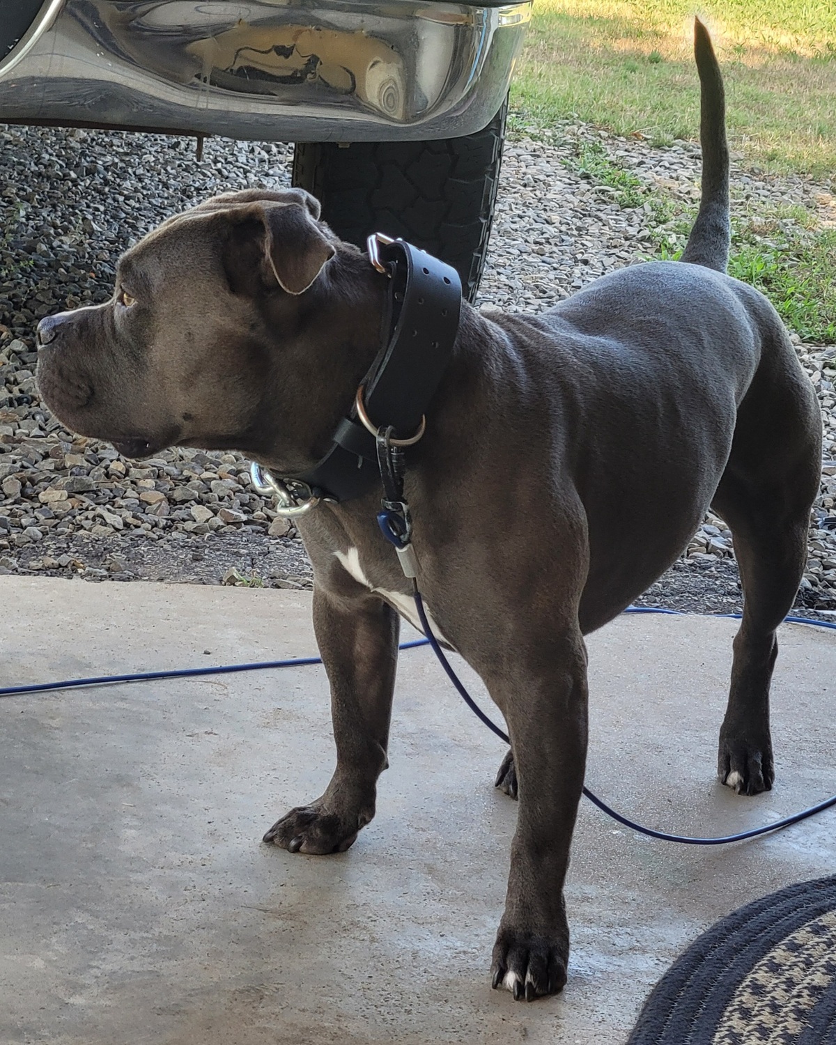 Rhino the pit bull sitting proudly wearing THE ALPHA leather collar