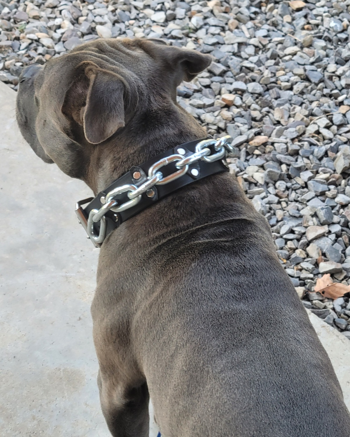 Rhino wearing THE ALPHA handmade leather and chain dog collar