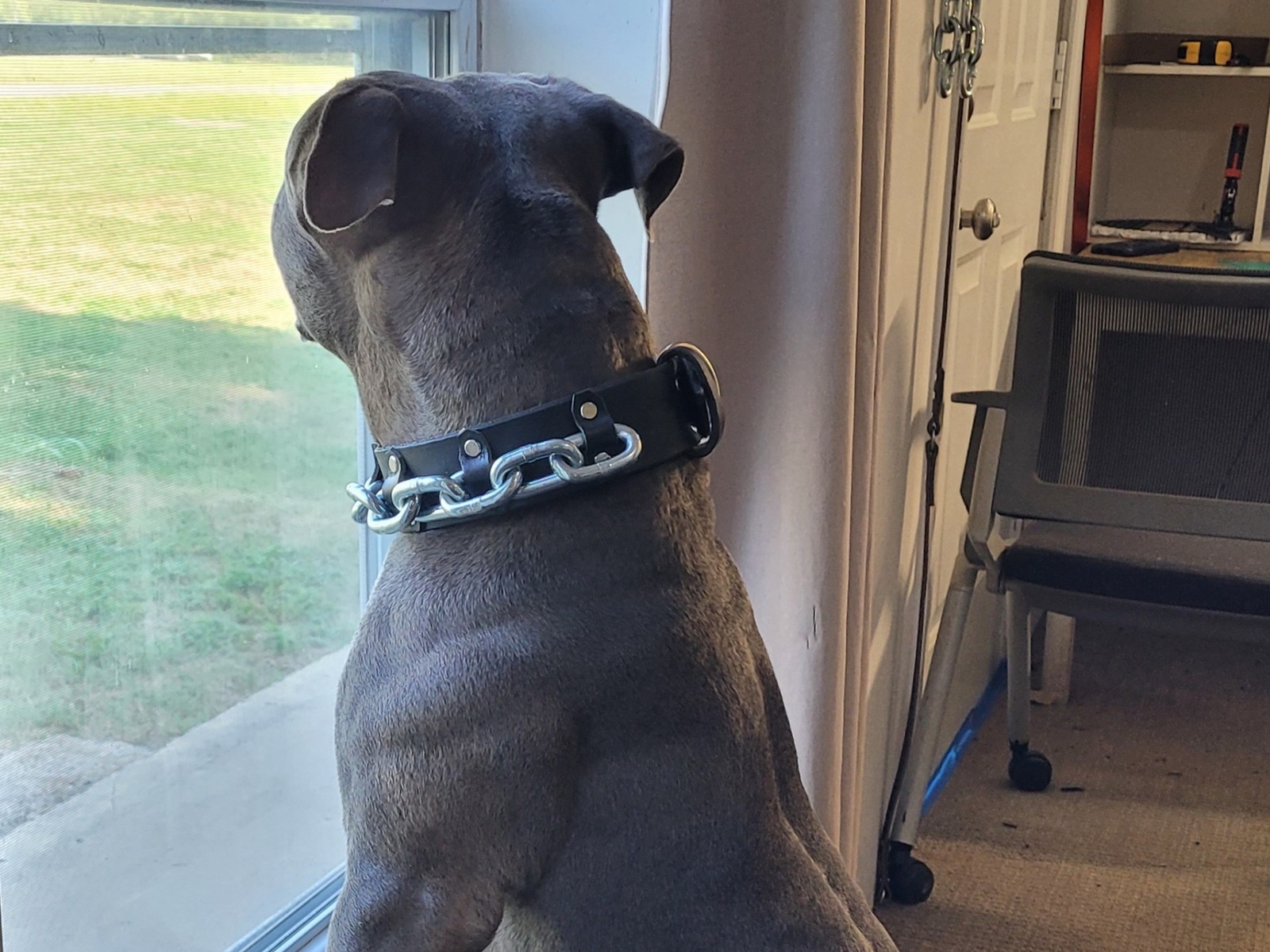 Rhino showing the mid-neck position where THE ALPHA dog collar is designed to sit
